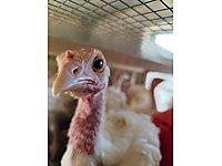 ORJİNAL SAFKAN KANADA HİNDİLER 2 KİLOYA YAKIN KONYA MERKEZ #1283366405