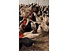 Pets & Livestock / Poultry & Fowl / Chickens