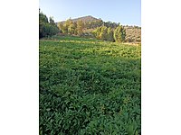 tatlı patates - 5 kg.