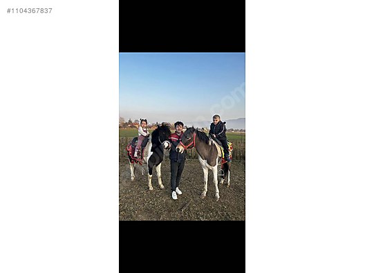 cici kız lafları suna yldzolu plak resimleri