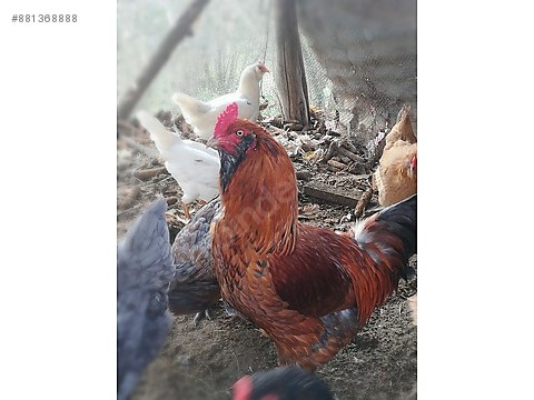 Horoz Satilik Mavi Yesil Yumurtlayan Tavuk Horoz Sahibinden Comda 881368888