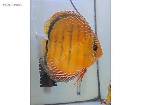 Cichlidler / Discus / F0 Wild Nahamunda × Curipera Discus Yavruları ...