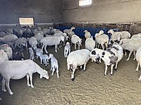 sahibinden satilik koyun cinsleri ve fiyatlari sahibinden com da