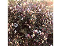 gaziantep satilik villa fiyatlari ve villa ilanlari sahibinden com da gaziantep satilik villa fiyatlari ve villa ilanlari sahibinden com da