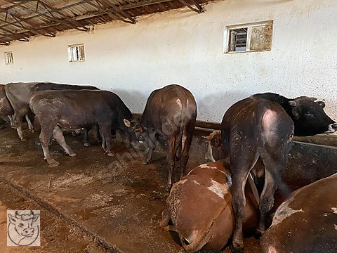 boga 1 elden satilik kurbana besiye simental dana duveinek05369205772 sahibinden comda 975371295 boga 1 elden satilik kurbana besiye simental dana duveinek05369205772 sahibinden comda 975371295