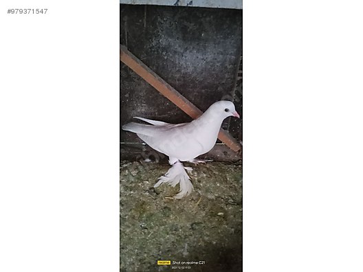 guvercin satilik disi sut taklaci sahibinden comda 979371547