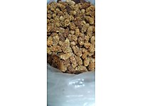 Dut Kurusu (Malatya)