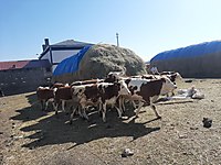 Satilik Buyukbas Hayvanlar Ilanlari Ve Fiyatlari Sahibinden Com Da 6