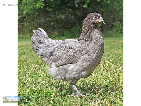 kuluckalik yumurta blue australorp yumurtasi sahibinden comda 915373767