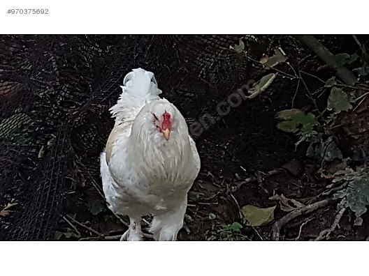horoz ameraucana cinsi horoz sahibinden comda 970375692