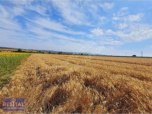 NİLÜFER BADIRGA 5000'LİK İMAR PLANINDA SATILIK TARLA