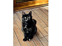 Ankara İçine 7 Aylık Kısırlaştırılmış Dişi Kedi Sahiplendirme #1283379266