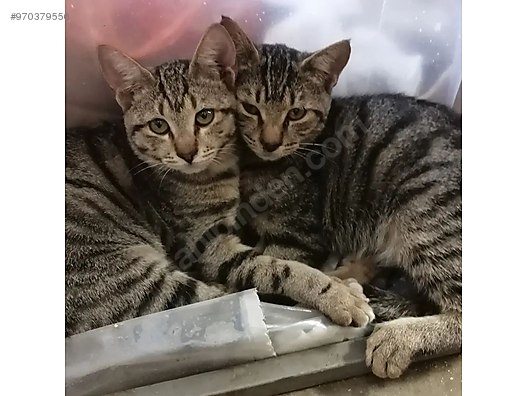 Kedi Tekir Cok Uyumlu Sakin Kardesler Sahibinden Comda 970379556
