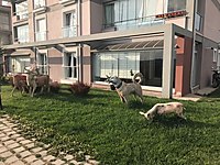 Eskisehir Kiralik Daire Fiyatlari Ve Kiralik Ev Ilanlari Sahibinden Com 8