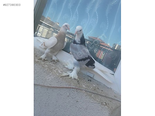 guvercin limon ve mavi ala mardin oyun kuslari sahibinden comda 927380303