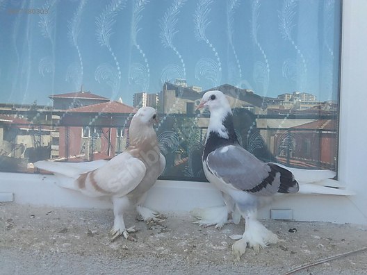 guvercin limon ve mavi ala mardin oyun kuslari sahibinden comda 927380303