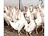 Pets & Livestock / Poultry & Fowl / Chickens