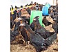 Pets & Livestock / Poultry & Fowl / Chickens