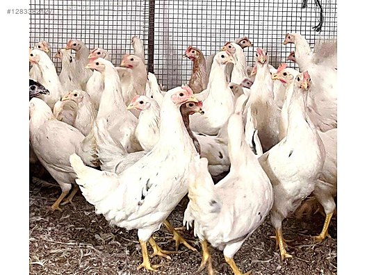Pets & Livestock / Poultry & Fowl / Chickens
