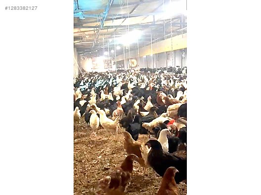 Pets & Livestock / Poultry & Fowl / Chickens