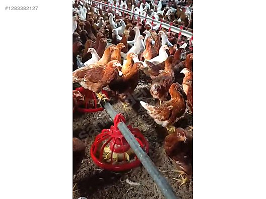 Pets & Livestock / Poultry & Fowl / Chickens