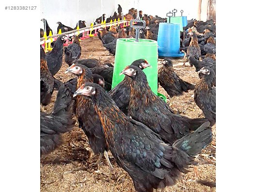 Pets & Livestock / Poultry & Fowl / Chickens