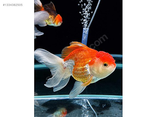 jumbo oranda
