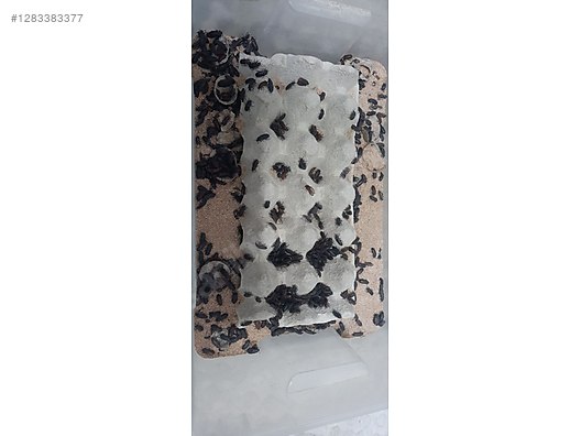 Hayvanlar Alemi / Böcekler / Diğer Türler