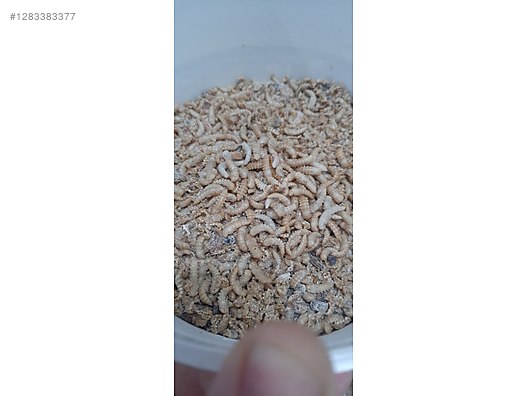 Hayvanlar Alemi / Böcekler / Diğer Türler