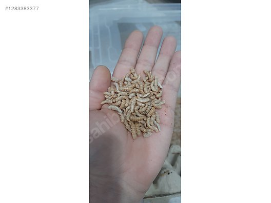 Hayvanlar Alemi / Böcekler / Diğer Türler