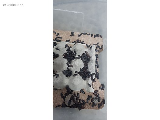 Hayvanlar Alemi / Böcekler / Diğer Türler