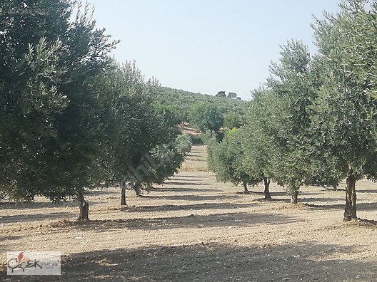 soma satilik arsa ilanlari ve fiyatlari sahibinden com da soma satilik arsa ilanlari ve fiyatlari sahibinden com da