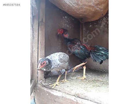 horoz hint horozu cok saglam horoz sahibinden comda 985387584