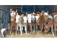 satilik buyukbas hayvanlar ilanlari ve fiyatlari sahibinden com da 20 satilik buyukbas hayvanlar ilanlari ve fiyatlari sahibinden com da 20