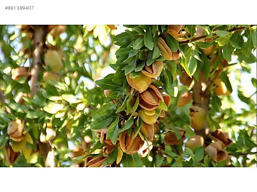 tuplu badem fidani bahce malzemeleri sahibinden com da 891389407 tuplu badem fidani bahce malzemeleri sahibinden com da 891389407