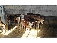 satilik buyukbas hayvanlar ilanlari ve fiyatlari sahibinden com da 48
