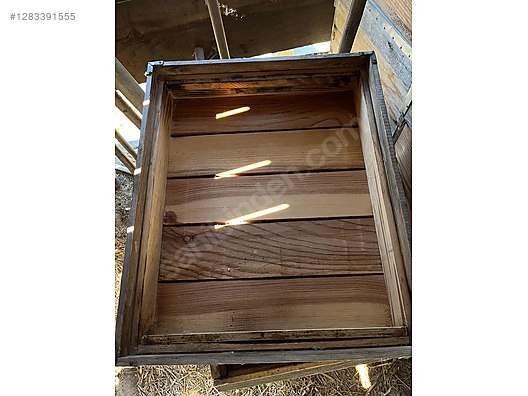 Hayvanlar Alemi / Böcekler / Arı