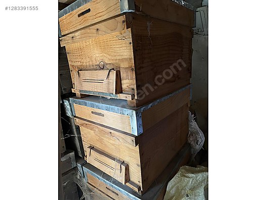 Hayvanlar Alemi / Böcekler / Arı