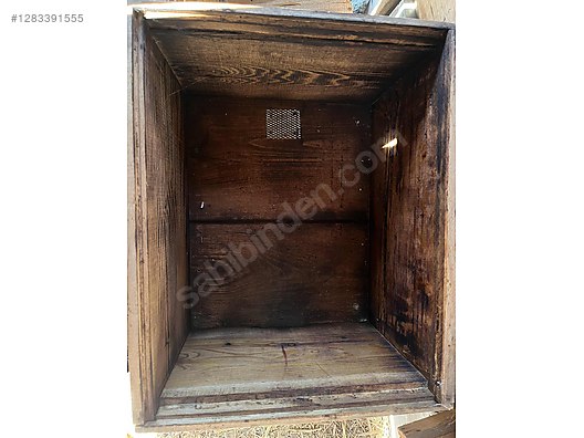 Hayvanlar Alemi / Böcekler / Arı