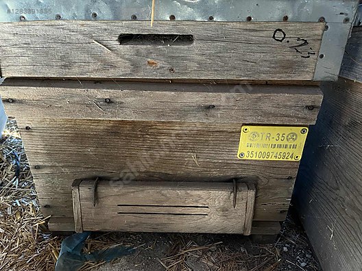 Hayvanlar Alemi / Böcekler / Arı