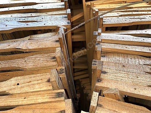 Hayvanlar Alemi / Böcekler / Arı