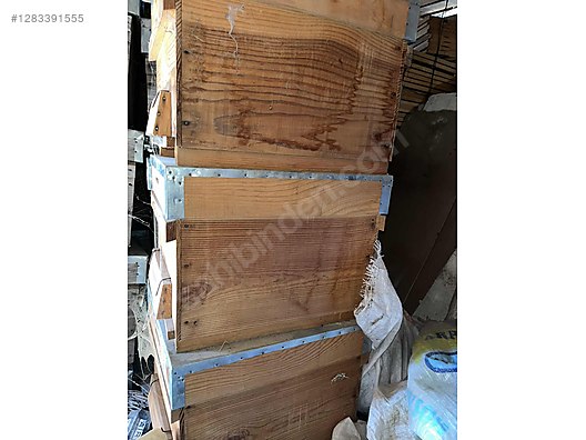 Hayvanlar Alemi / Böcekler / Arı