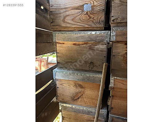 Hayvanlar Alemi / Böcekler / Arı