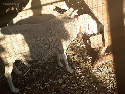 Sheep Satilik Kuzulu Koyun At Sahibinden Com 733393970
