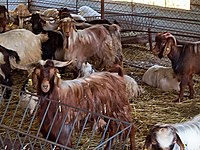 satilik keci cinsleri ve fiyatlari sahibinden com da 8