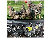 Buca Satilik Tavuk Cinsleri Ve Fiyatlari Sahibinden Com Da Buca Satilik Tavuk Cinsleri Ve Fiyatlari Sahibinden Com Da