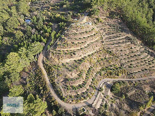 DİM GÜMÜŞKAVAK'DA SATILIK AVOKADO BAHÇESİ #1228395030