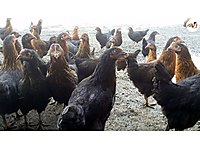 gebze satilik tavuk cinsleri ve fiyatlari sahibinden com da