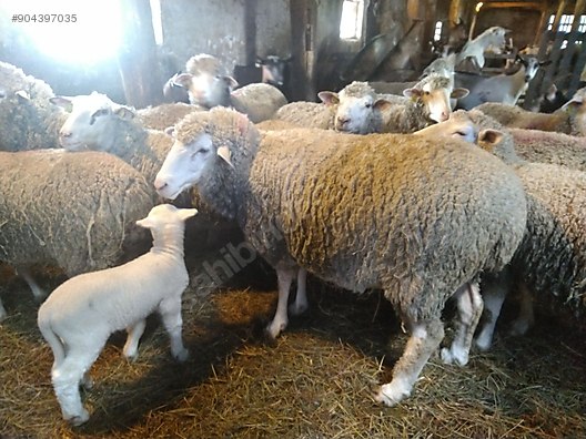 koyun yurtdisindan damizlik ithal koyun merinos zwartbles sarole vb sahibinden comda 904397035 koyun yurtdisindan damizlik ithal koyun merinos zwartbles sarole vb sahibinden comda 904397035