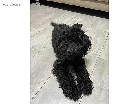 kopek poodle 10 numara yavru toy poodle sahibinden comda 981399385 kopek poodle 10 numara yavru toy poodle sahibinden comda 981399385